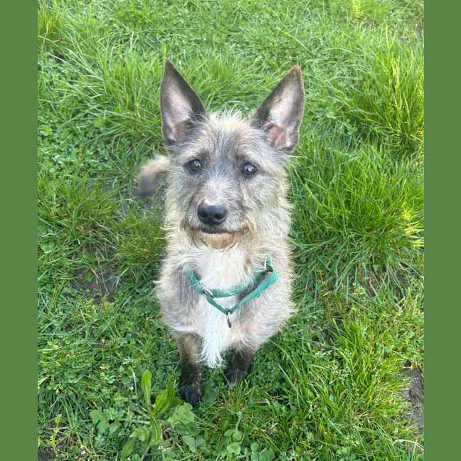 Photo of Dozer