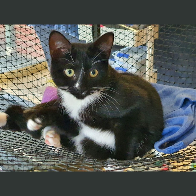 Photo of Christine  ** 2nd Chance Cat Rescue **