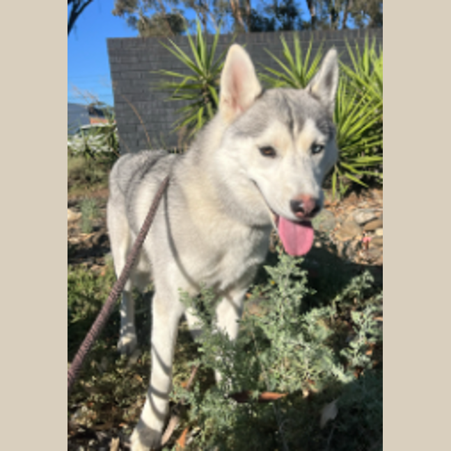 Photo of Winter Willow