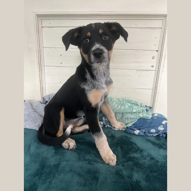 Photo of Chilly