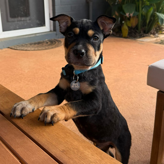 Photo of Maverick