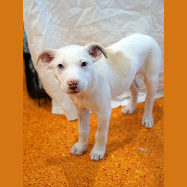 Photo of Bagel