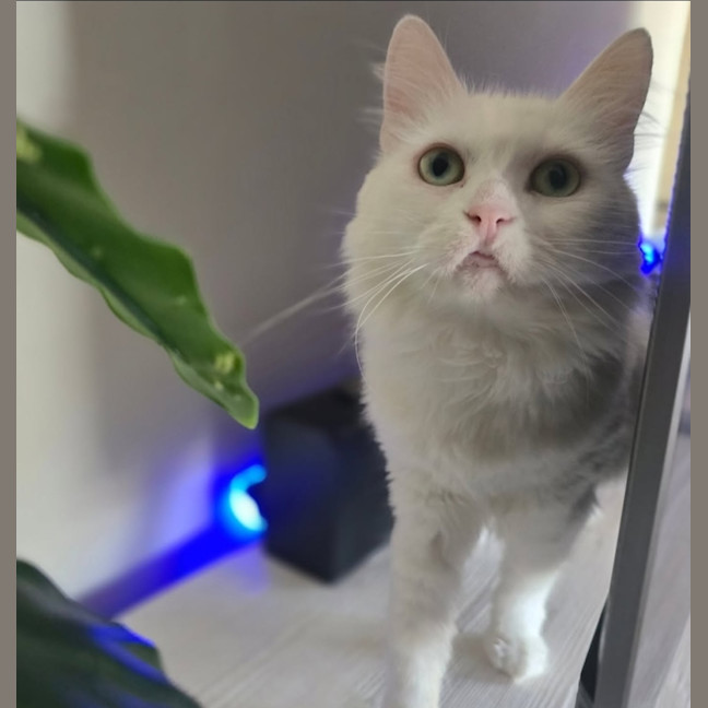 Photo of Minka (Located In Wantirna South)