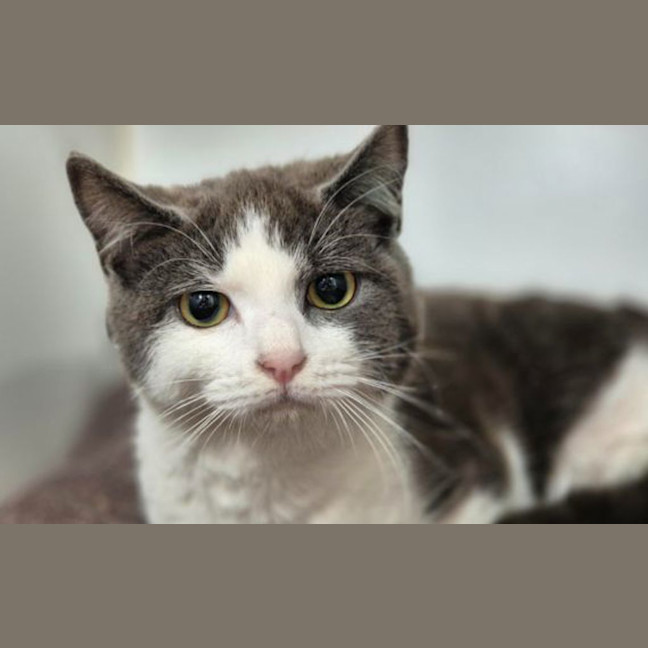 Photo of Clover