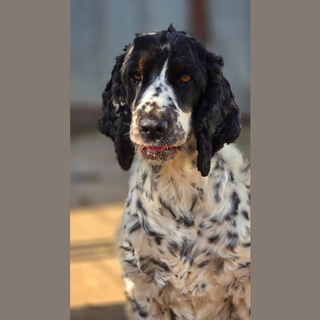 Photo of Lola