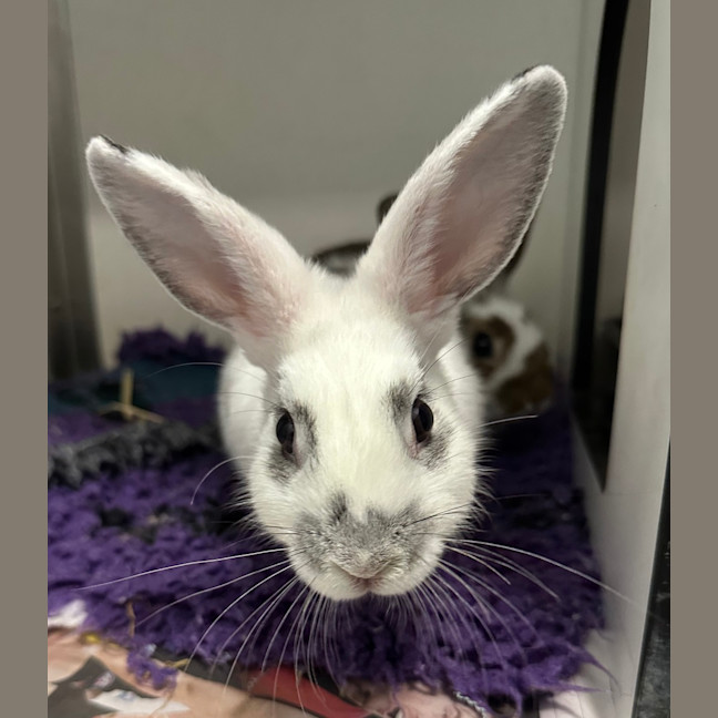 Photo of Bunzilla