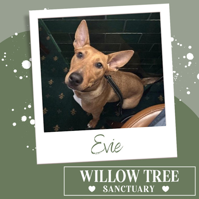 Photo of Evie