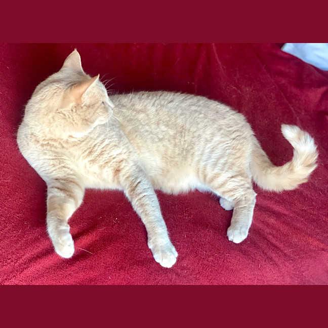 Photo of Geralt Of Purrera