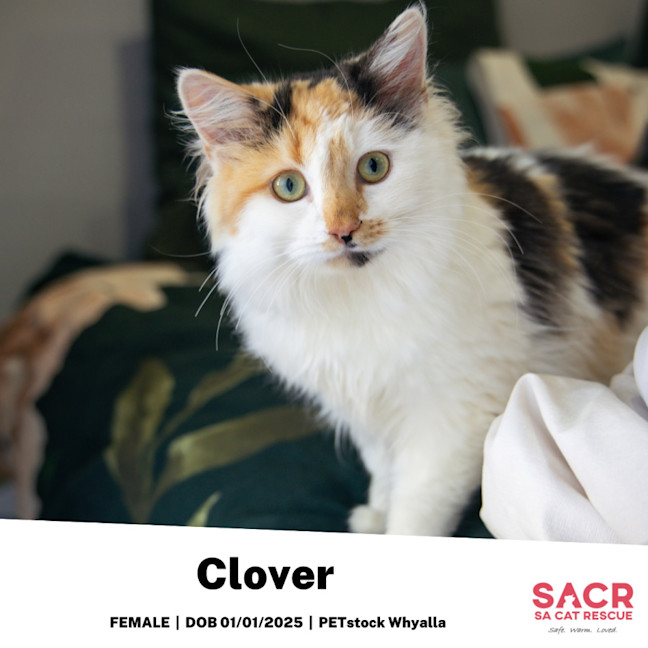 Photo of Clover