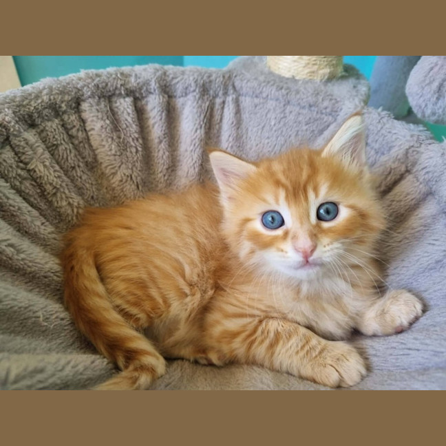 Photo of Helios 