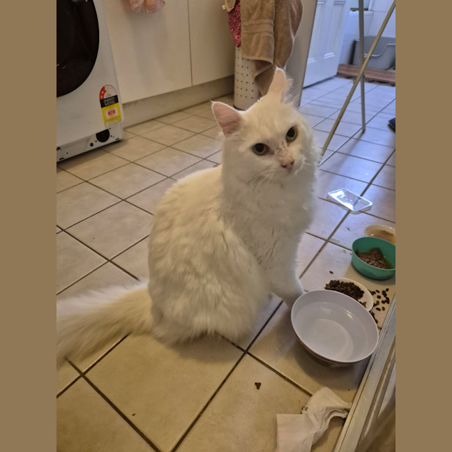 Photo of Mr Bigglesworth