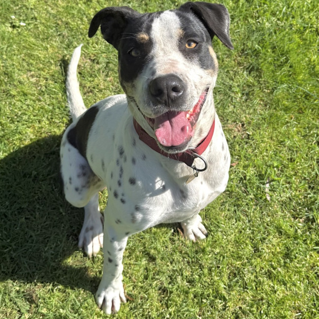 Photo of Patch