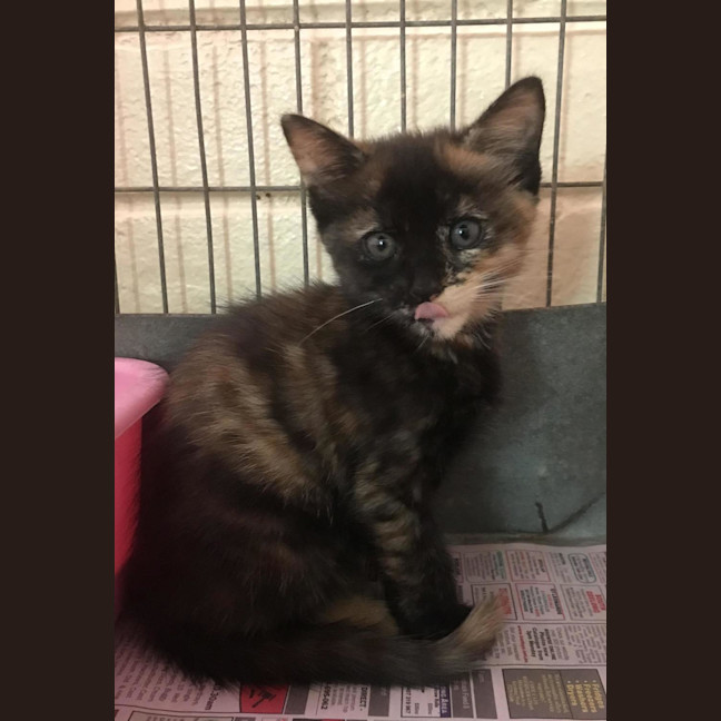 Photo of Stitch