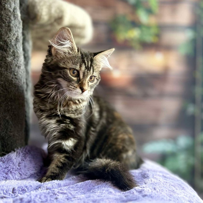 Photo of Jasmine   Located In Bentleigh