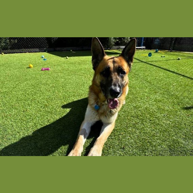 Photo of Moose