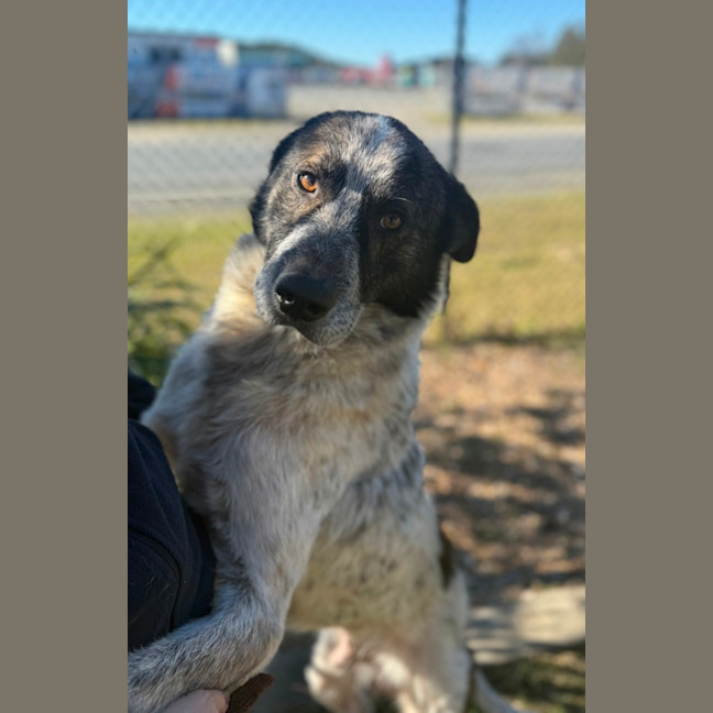 Photo of Dewey (8864)