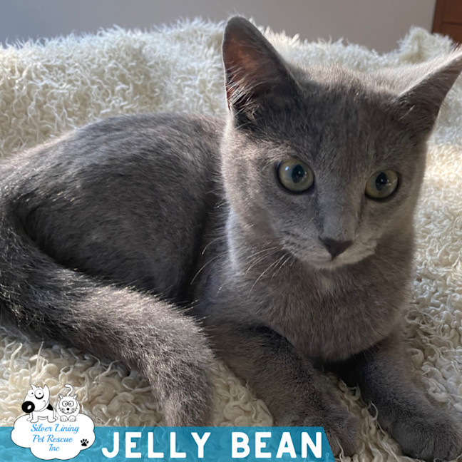 Photo of Jelly Bean