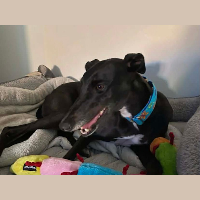 Photo of Ruby, The Greyhound