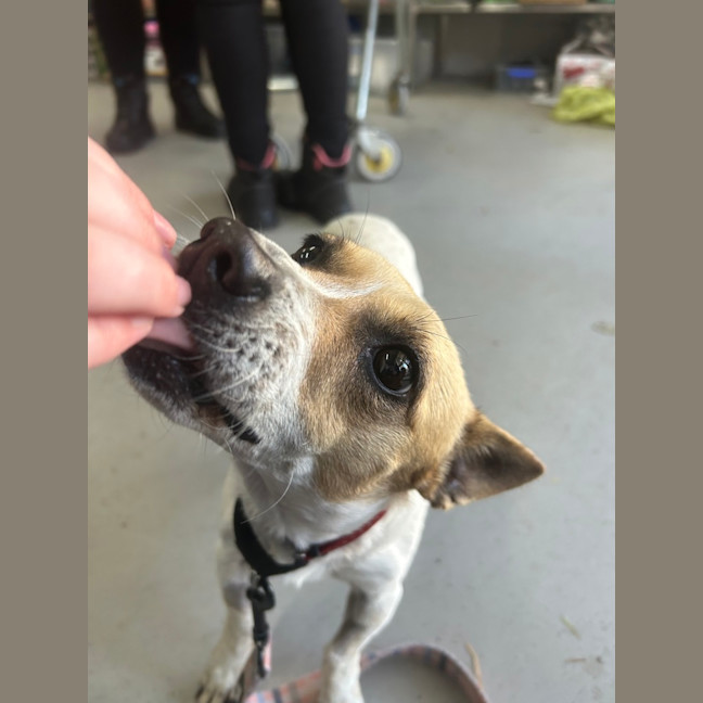 Photo of Patches