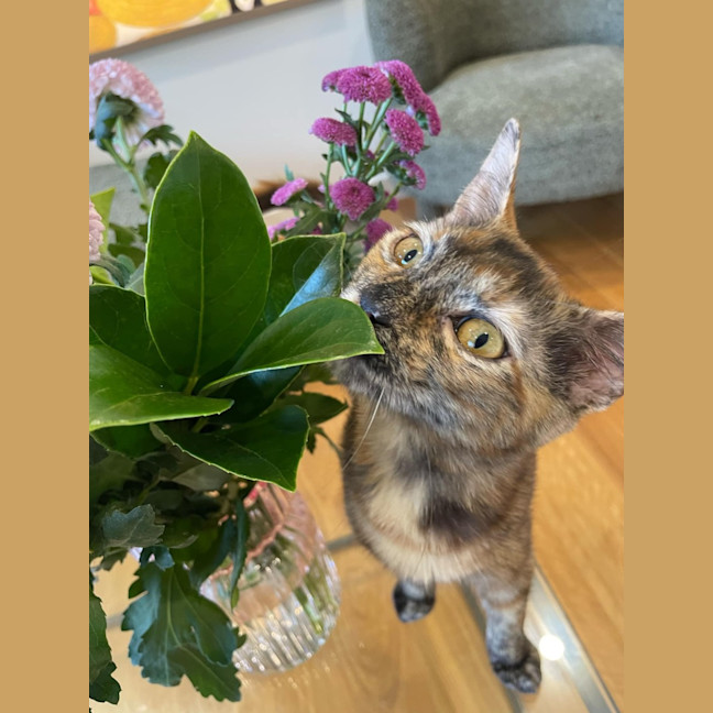 Photo of Maple   Located In Braybrook
