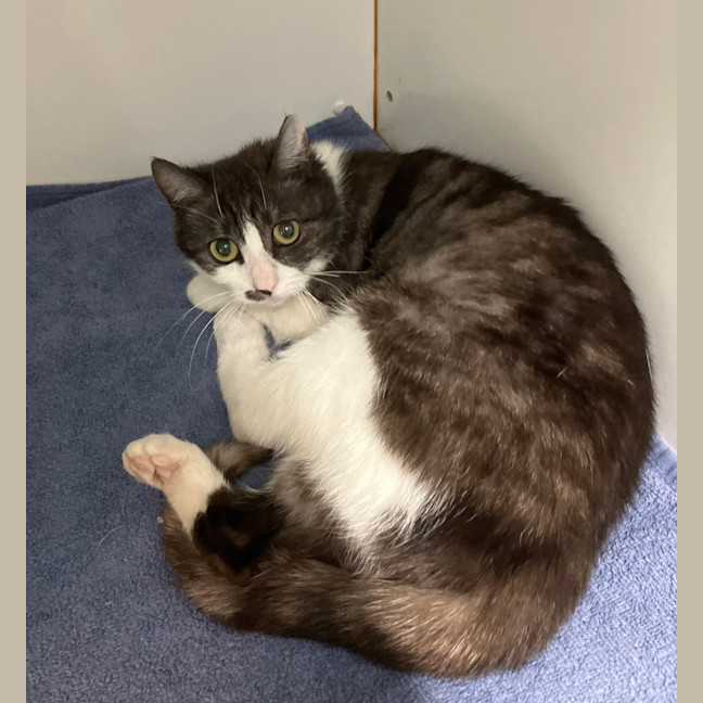 Photo of Meowgaret