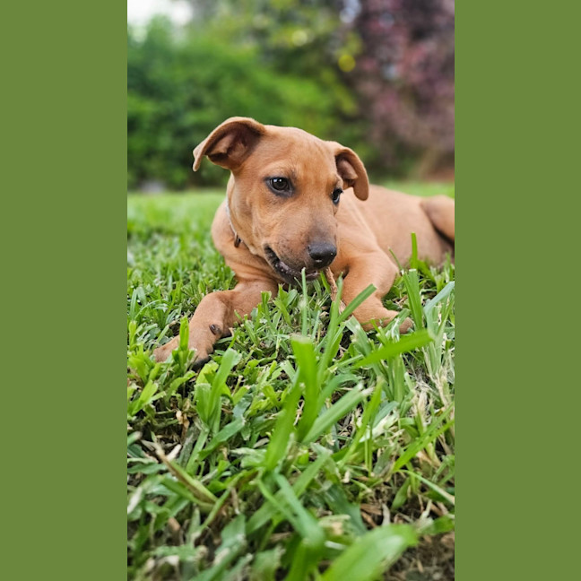 Photo of Taz