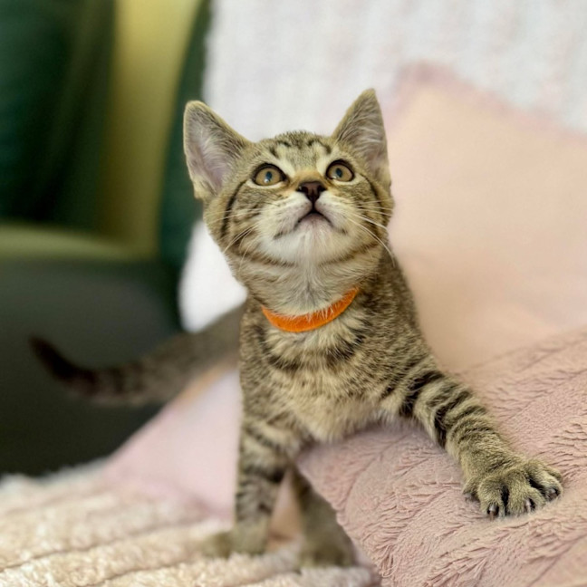 Photo of George   In Foster Care In Croydon