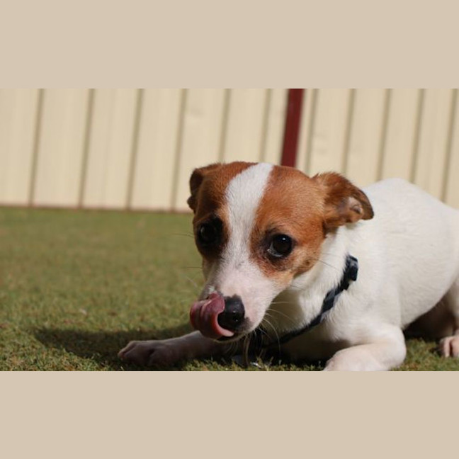 Photo of Slinky