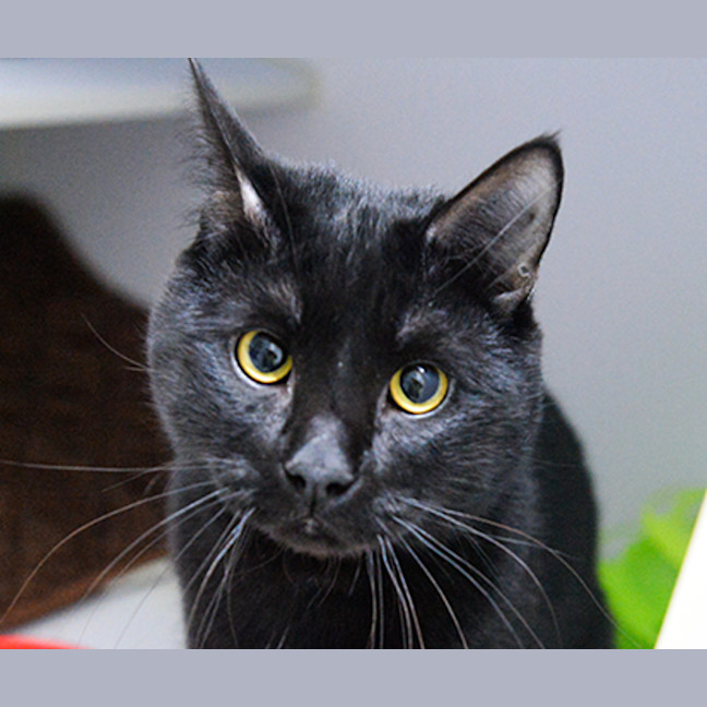 Photo of Piko