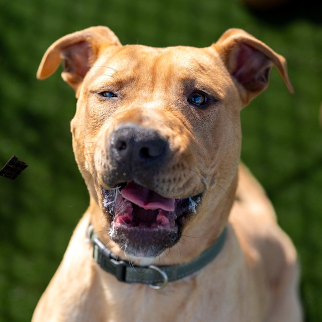 Photo of Scooby Imp 960