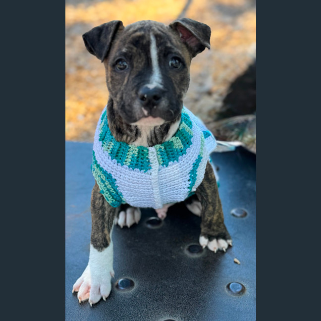 Photo of Jack Of Hearts 