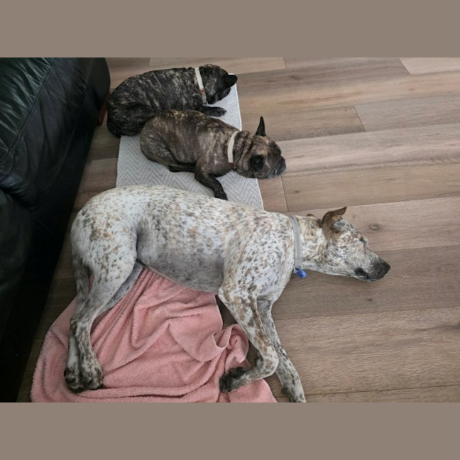 Photo of Indi   1 Year Old Great Dane X Cattle Dog