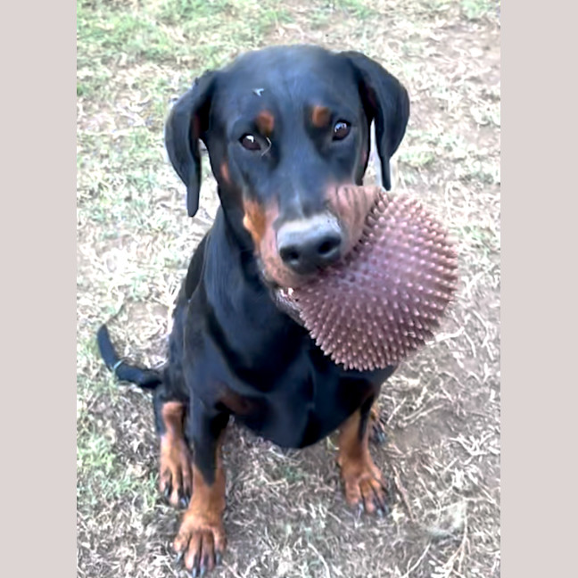 Photo of Ms F Von Dobermann