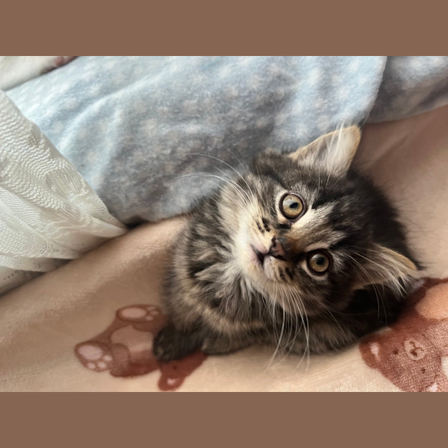 Photo of Luna (Lj) 