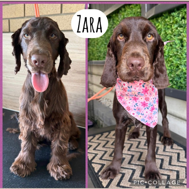 Photo of Zara