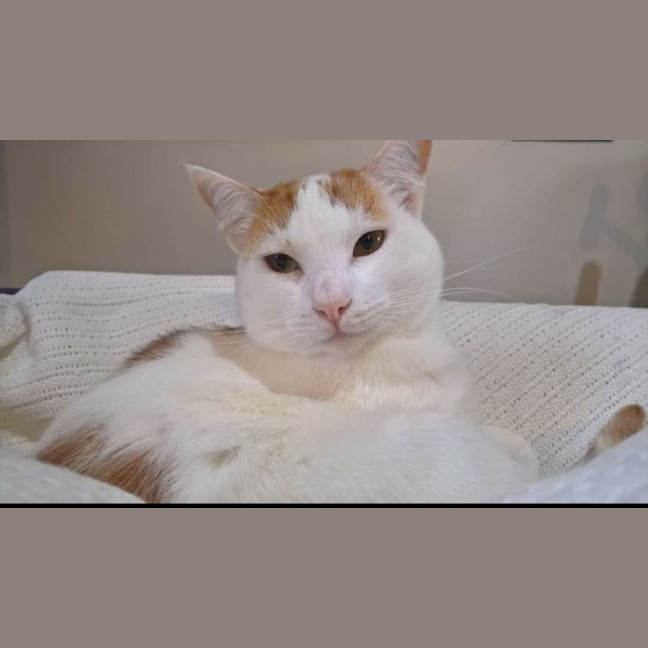 Photo of Blossom 
