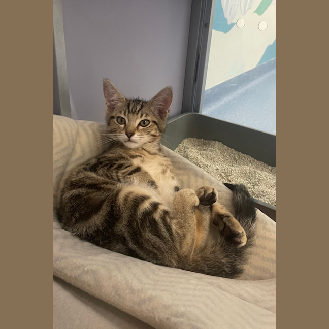 Photo of Simba