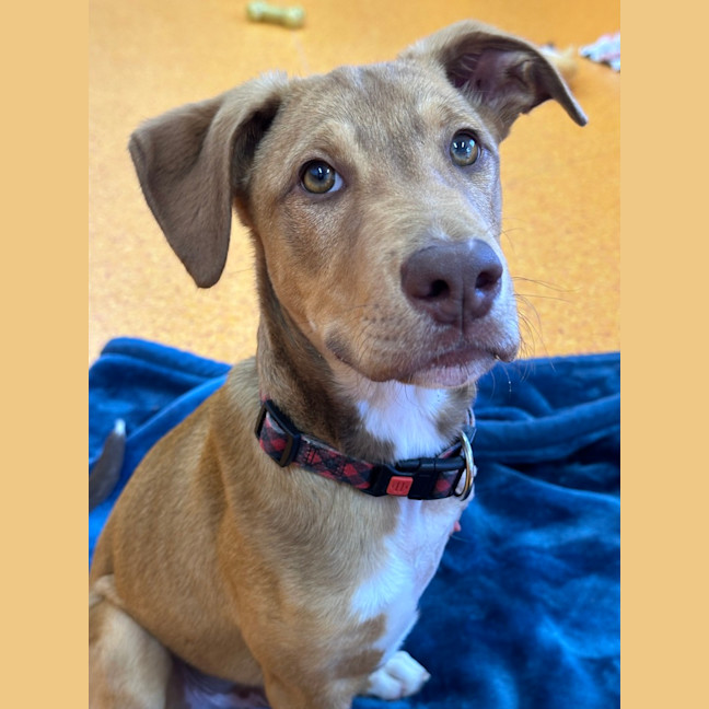 Photo of Banjo