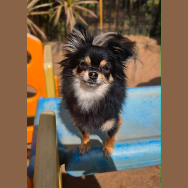 Photo of Bear