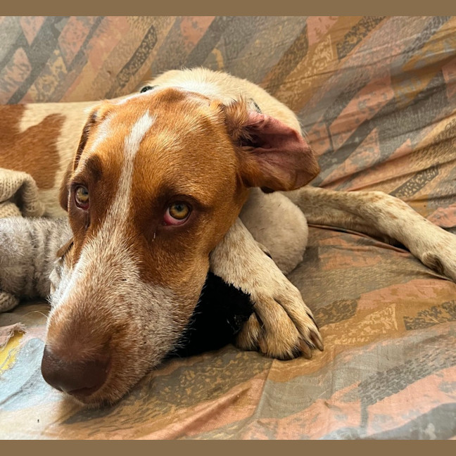 Photo of Bentley   1 Year Old German Pointer X