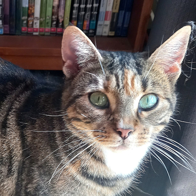 Photo of Nutmeg Rsta012162