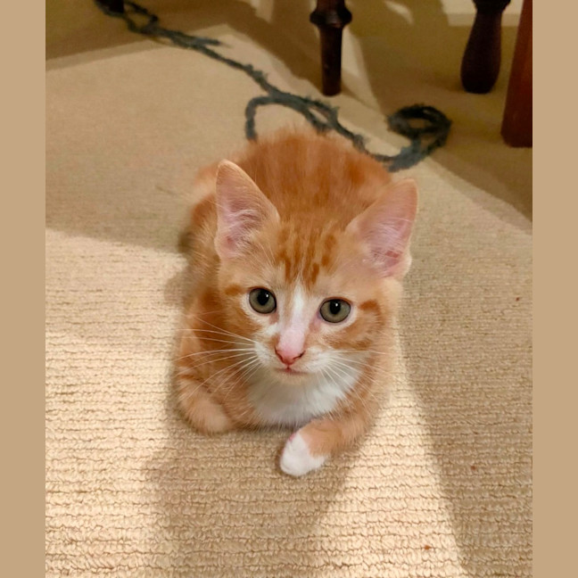 Photo of Nacho