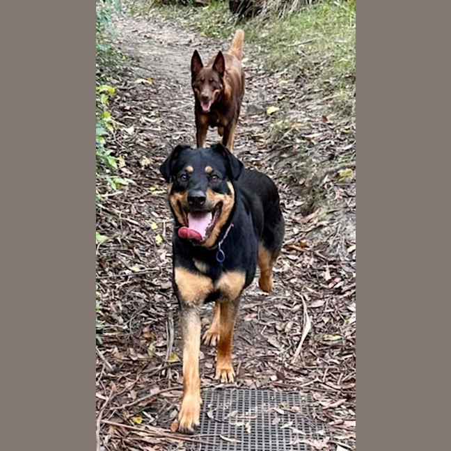 Photo of Maggie   2 Year Old Shepherd X Rottweiler (Trial)