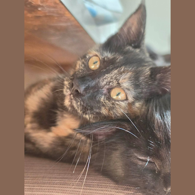 Photo of Tulip   In Foster Care In Healesville