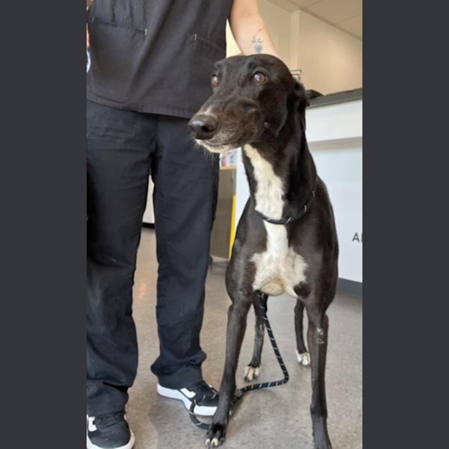 Photo of Roxy (With Rocky)