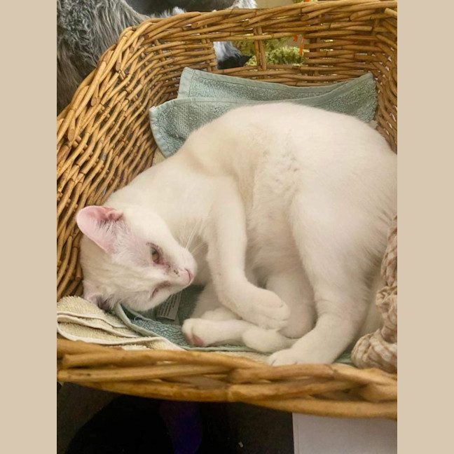 Photo of Princess Ciri 