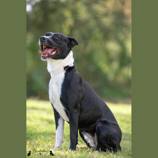 Photo of Lucky