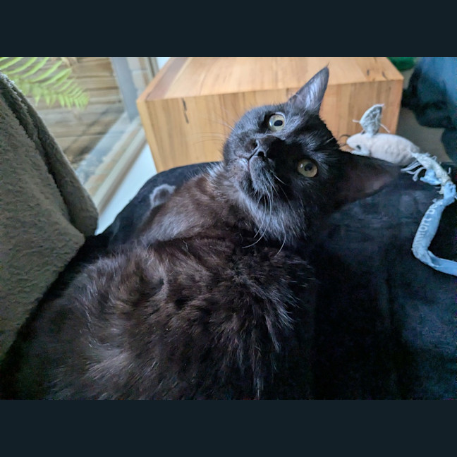 Photo of Lucy