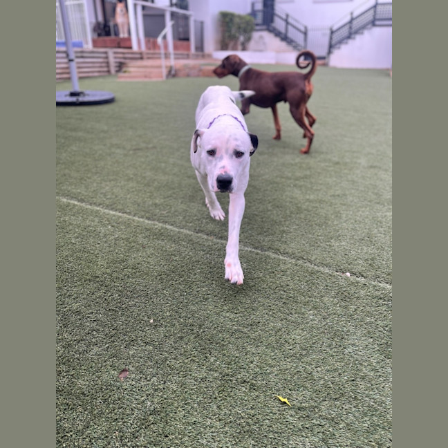 Photo of Spot 
