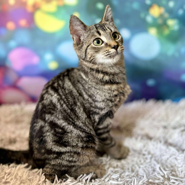 Photo of Victoria (Located In Eltham North) 